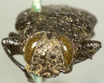 Media type: image;   Entomology 2701 Aspect: head frontal view